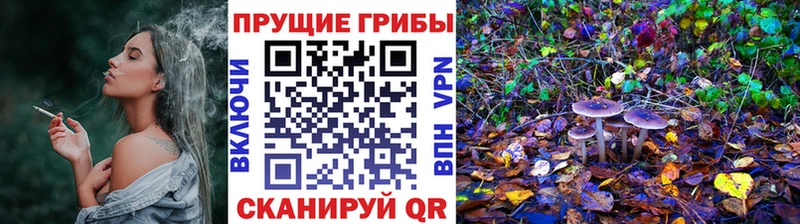 купить наркотики сайты  Тамбов  Псилоцибиновые грибы GOLDEN TEACHER 